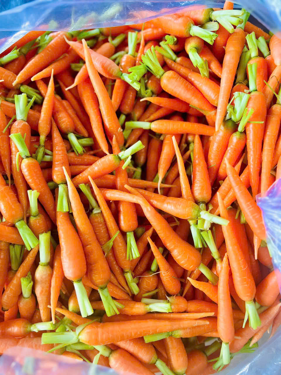 Cà rốt - Hợp Tác Xã Rau Sạch Nguyễn Minh